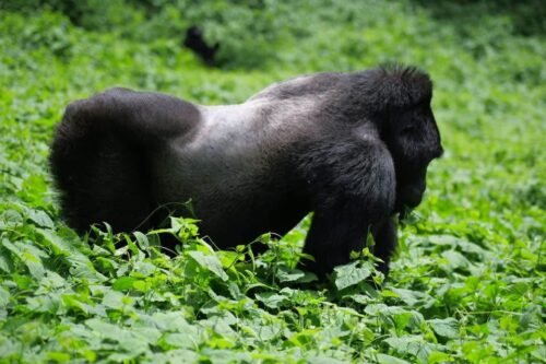 Things to Know Before Your First Gorilla Trek in Rwanda | %%sitename%%