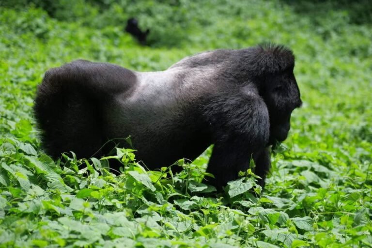 Things to Know Before Your First Gorilla Trek in Rwanda | %%sitename%%