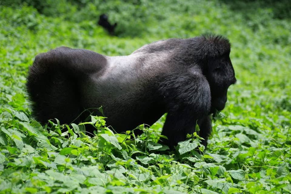 Things to Know Before Your First Gorilla Trek in Rwanda | %%sitename%%