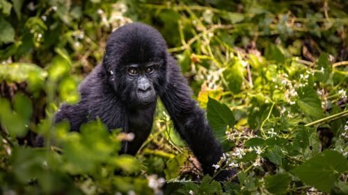 What to Wear Gorilla Trekking in Rwanda