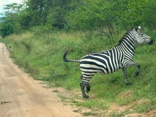 Dry Season vs Rainy Season Safaris in Uganda.