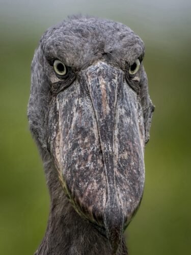 Shoebill at Ziwa Rhino Sanctuary - Uganda birdwatching