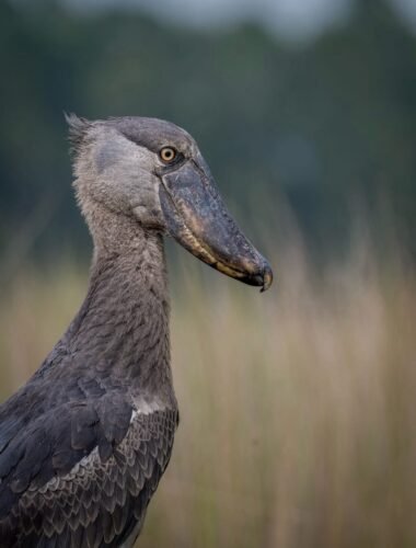 Shoebill at Mabamba Swamp - Uganda wildlife safari