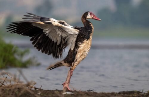 3-Day Queen Elizabeth National Park Safari itinerary