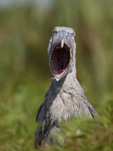 5-Day Uganda Gorilla and Wildlife Safari with shoebill and gorilla trekking