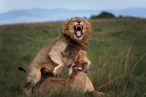 Queen Elizabeth National Park Game Drive Safari