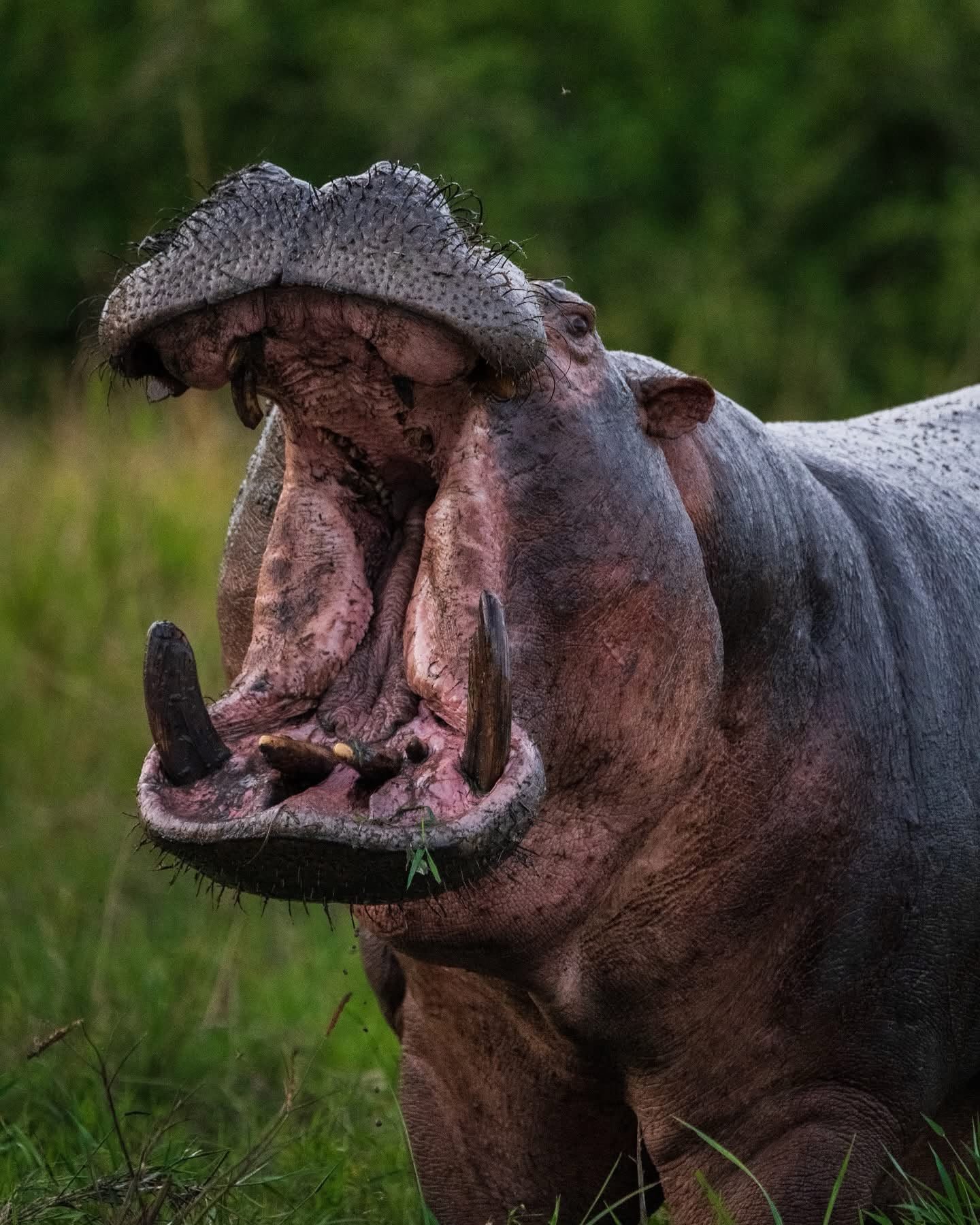 5-Day Bwindi & Queen Elizabeth Safari