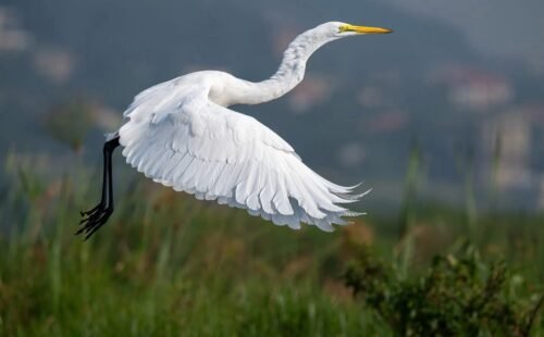 Top 10 Must-Visit Uganda Safari Destinations