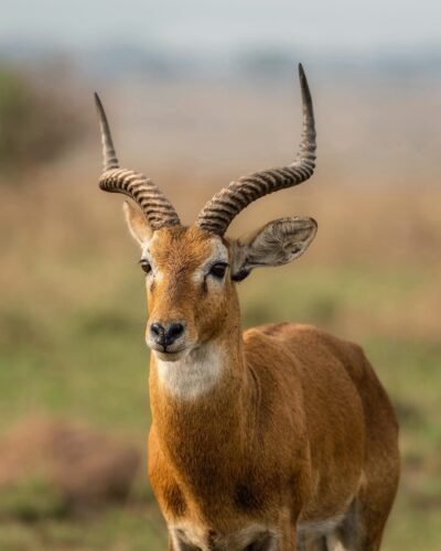 Queen Elizabeth National Park - Uganda wildlife safari