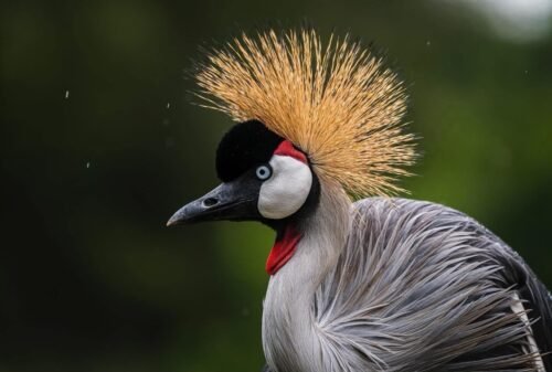 Birdwatching at Ziwa Rhino Sanctuary - Uganda safari