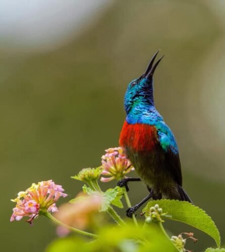 Queen Elizabeth National Park wildlife - Uganda safari