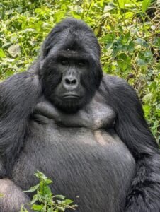 What to Wear Gorilla Trekking