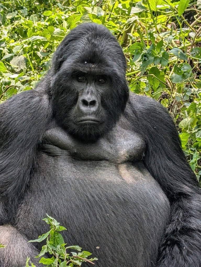 What to Wear Gorilla Trekking in Rwanda