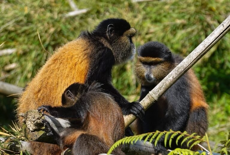 Cheap vs Luxury Gorilla Trekking in Rwanda