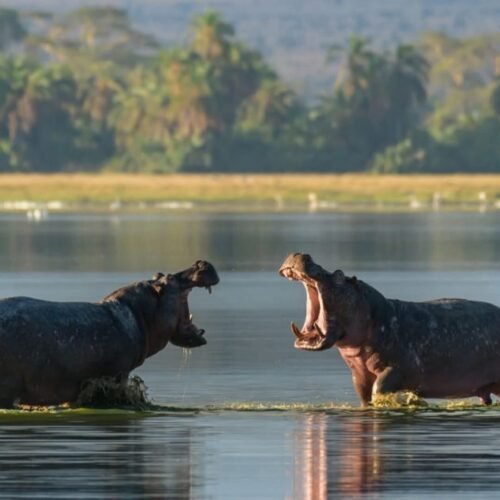 Queen Elizabeth National Park