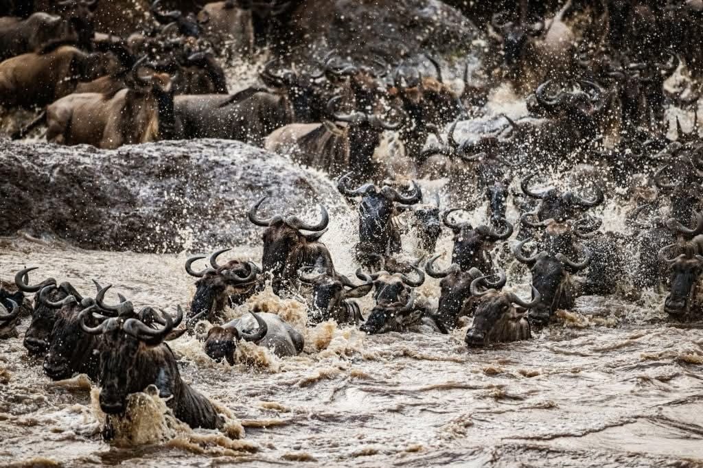 Masai Mara National Reserve is to witness the annual Great Wildebeest Migration.
