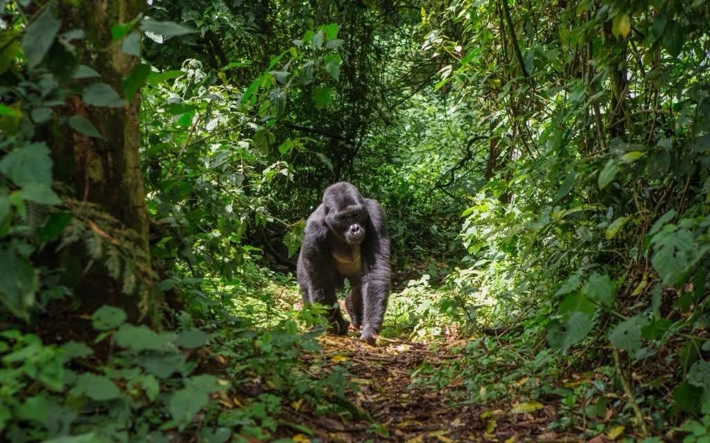 gorilla in Africa's oldest forest