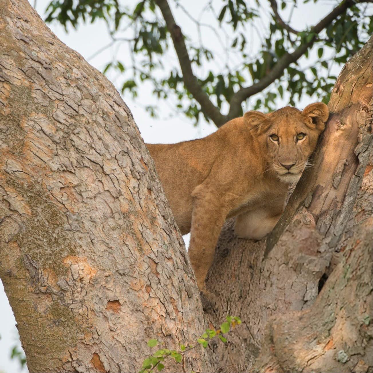 Queen Elizabeth Game Drive Safari