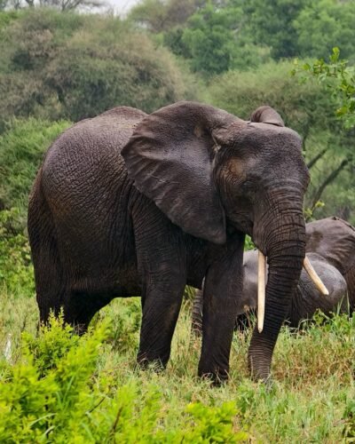 Queen Elizabeth National Park wildlife - Uganda safari