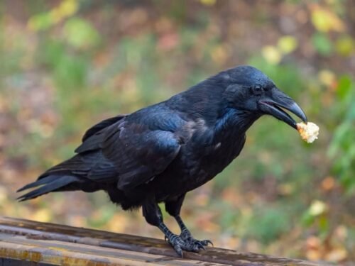 Birding in Rwanda