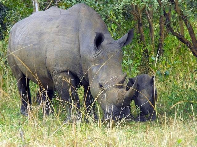 Ziwa Rhino Sanctuary Walking Safari