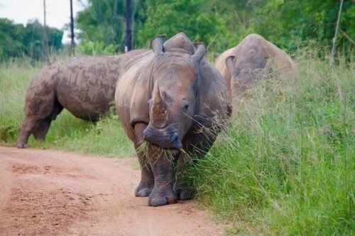 Southern white rhino - Ziwa Rhino Sanctuary Walking Safari