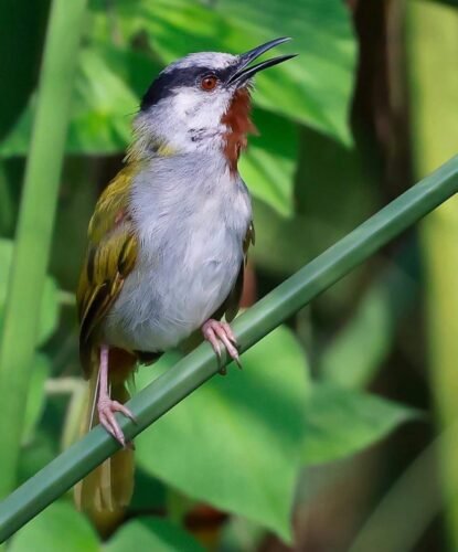 Bird watching at Akagera