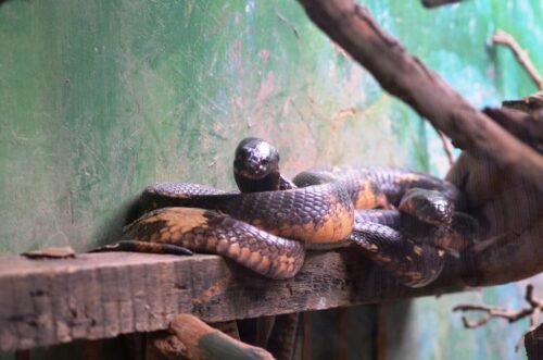 Snake at Uganda Reptile Village