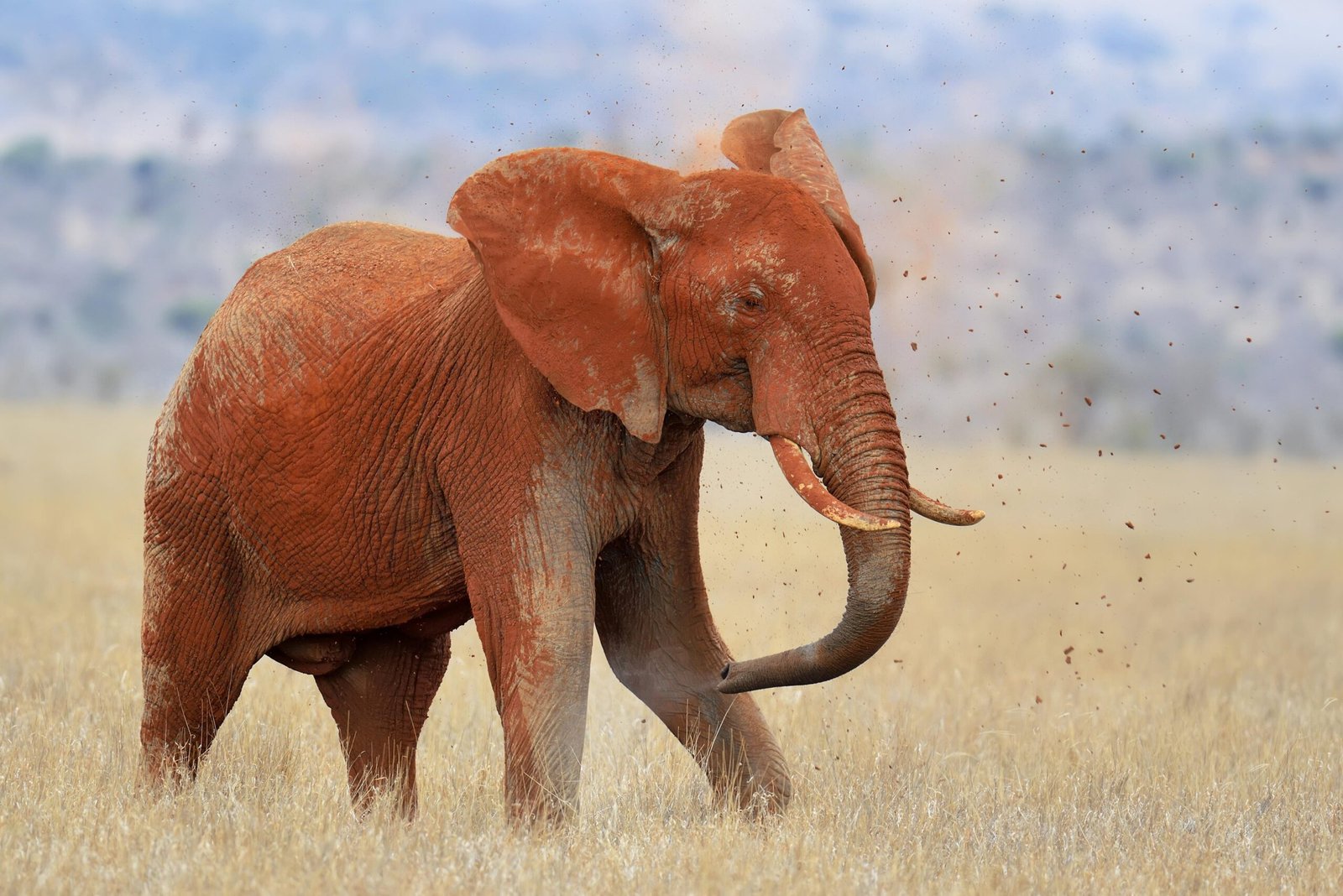 Elephants in Tsavo East National Park