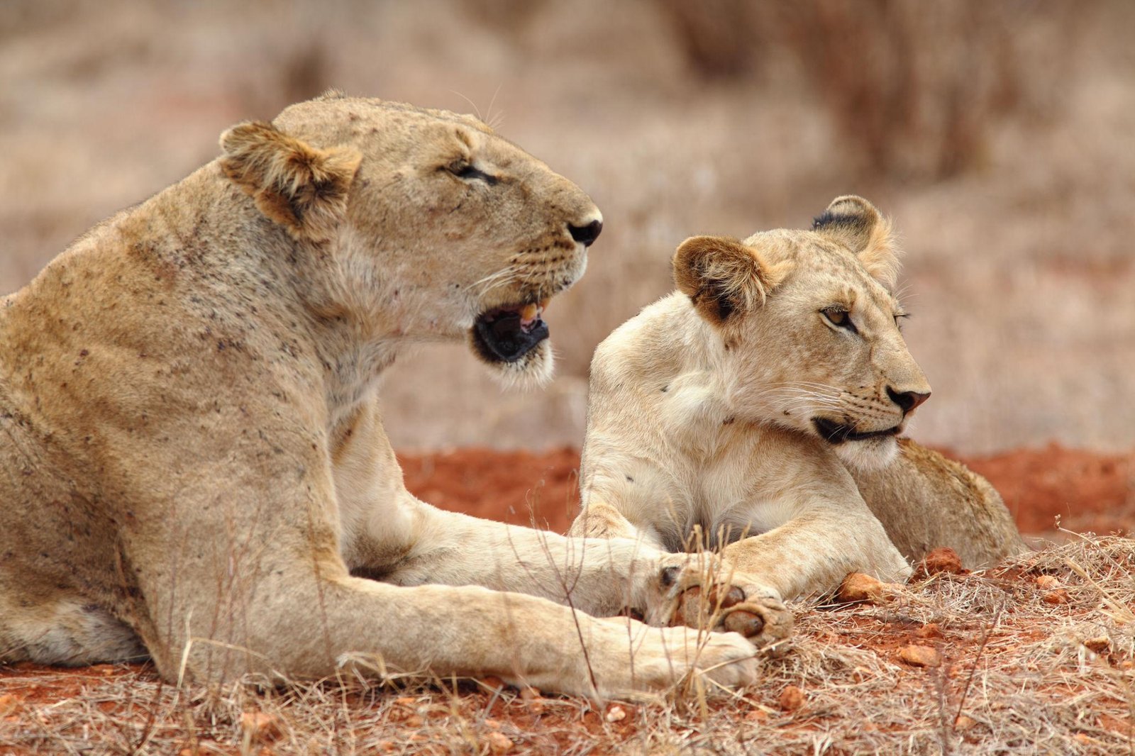 Lion in Tsavo East National Park