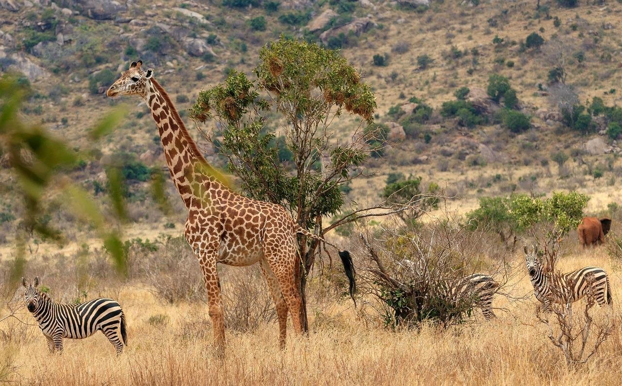 3-Day Tsavo East National Park Safari
