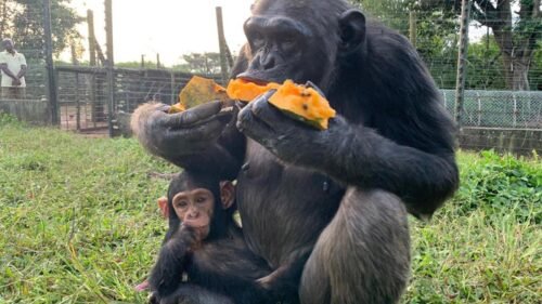 Chimpanzee at Ngamba Island sanctuary