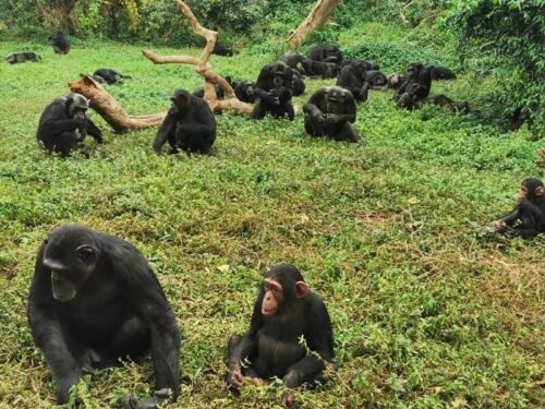 Chimpanzees playing - 7-Day Uganda Primate and Wildlife Safari