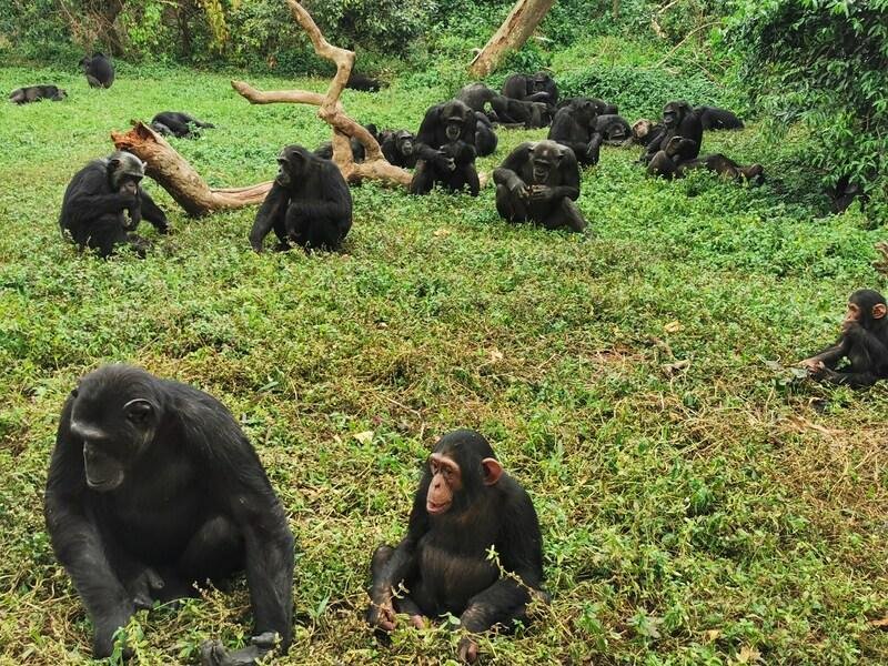 Chimpanzee experience at Ngamba Island