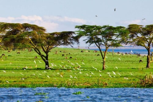 4-Day Kenya Safari Maasai Mara and Lake Naivasha