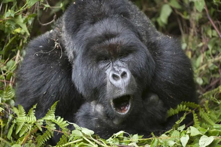 Mountain gorilla safaris, How fit do you need to be for gorilla trekking in Rwanda